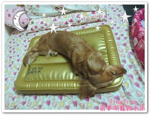 【抗暑小物】多用途冰涼凝膠枕墊.隨時都沁涼，當寵物散熱墊也適合唷!