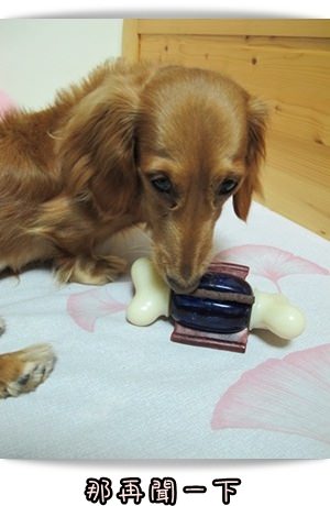 20251024-yc4z8 20251024-yc4z8