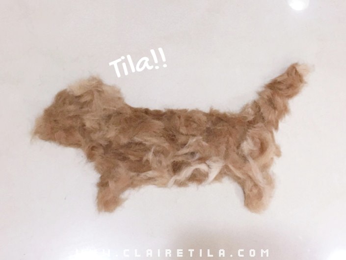 20251024-pup2n 20251024-pup2n