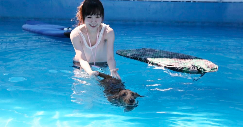 即時熱門文章：台北寵物遊泳池》新店 Gooddog 妙狗！山泉水限定‧夏天狗狗就是要游泳♥♥