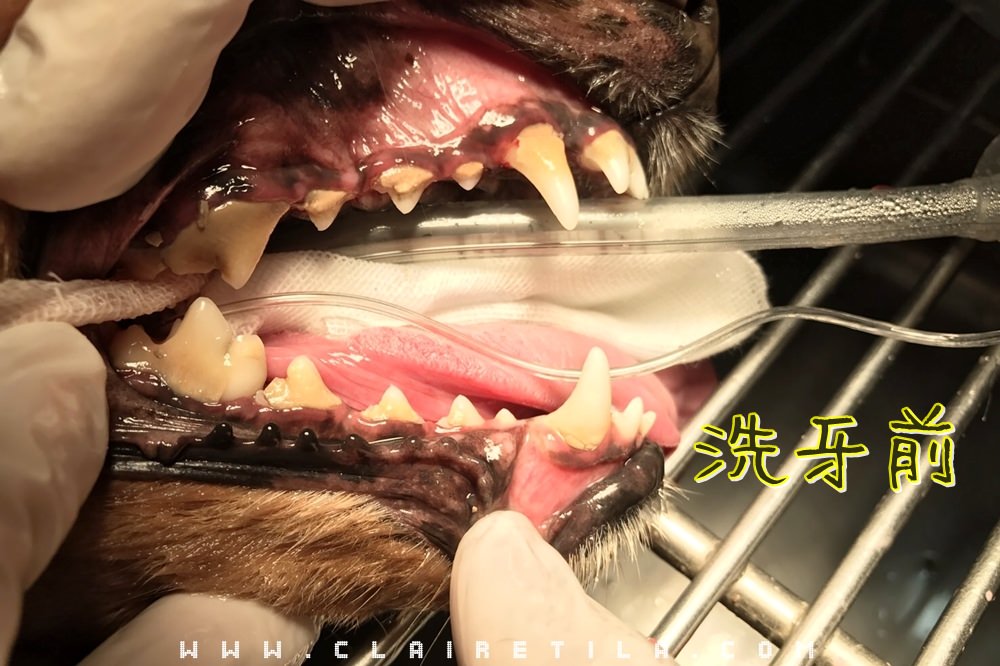 狗狗洗牙、清除牙結石與刷牙方法大公開！品安動物醫院麻醉洗牙‧狗狗牙膏