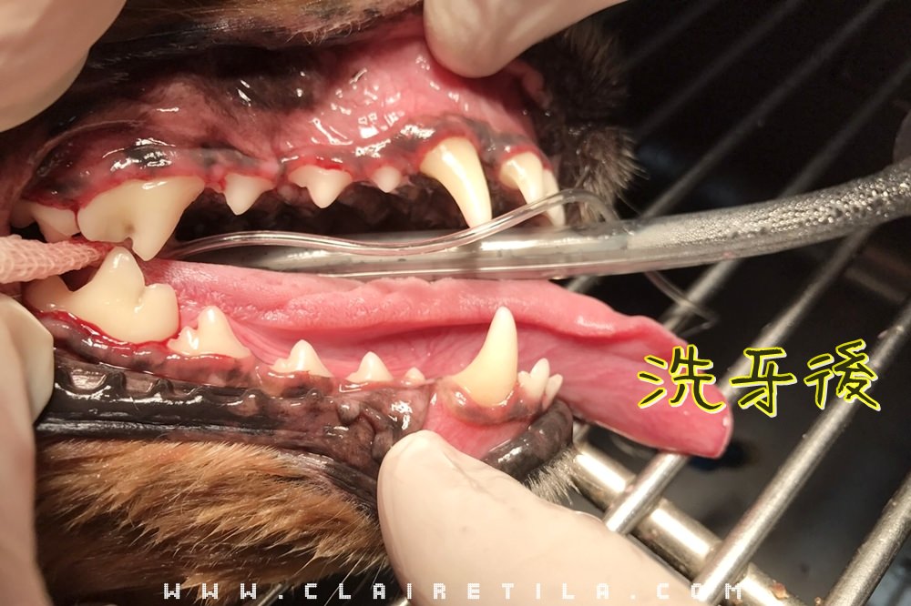 狗狗洗牙、清除牙結石與刷牙方法大公開！品安動物醫院麻醉洗牙‧狗狗牙膏