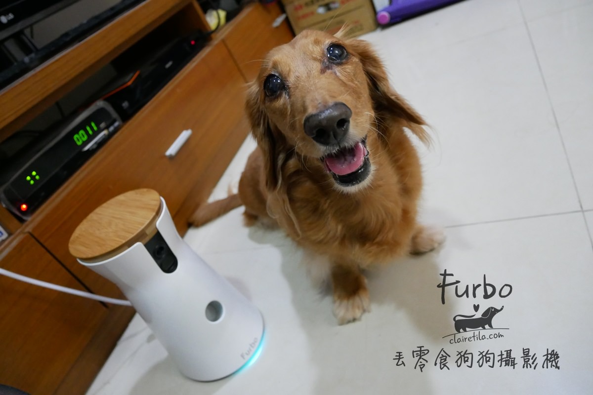 Furbo狗狗攝影機》大揭密！狗狗獨自在家的時光都在做什麼？寵物監視器♥♥