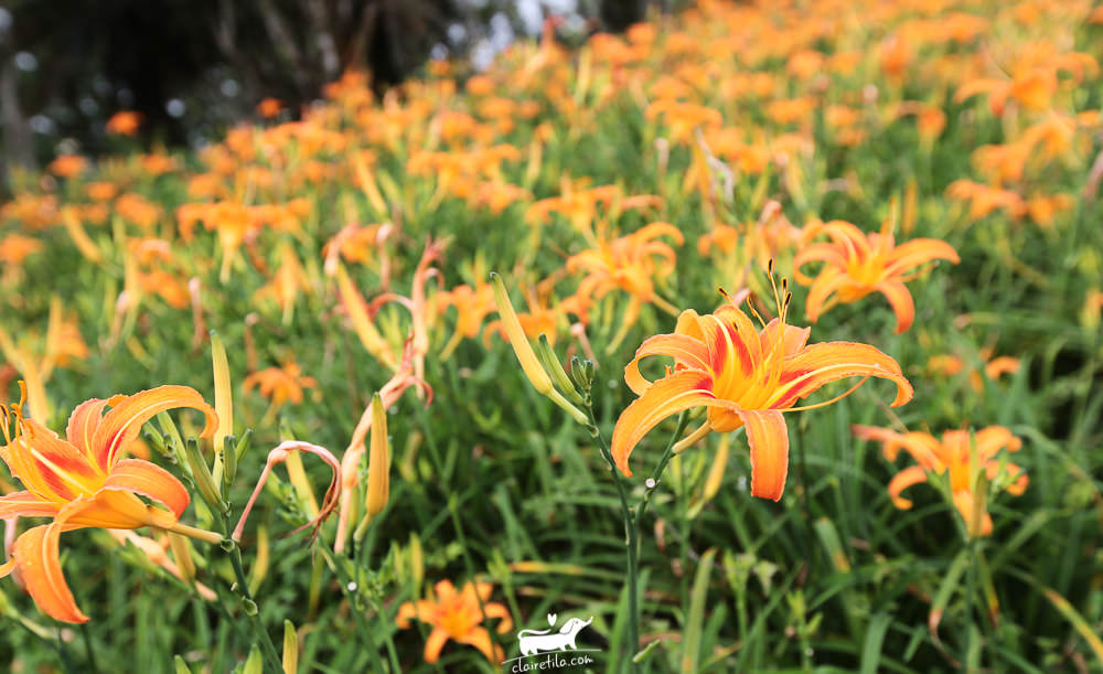 20251024-z260e 20251024-z260e