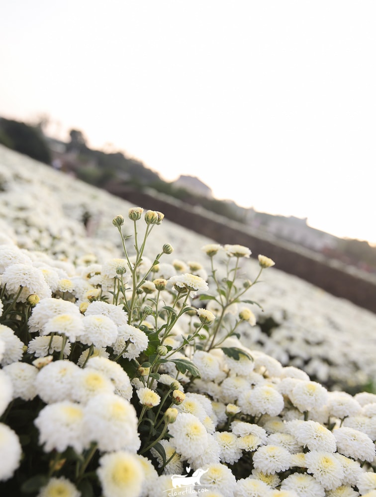 20251024-83981 20251024-83981