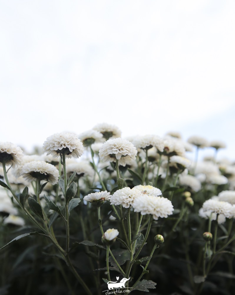 20251024-an5cv 20251024-an5cv