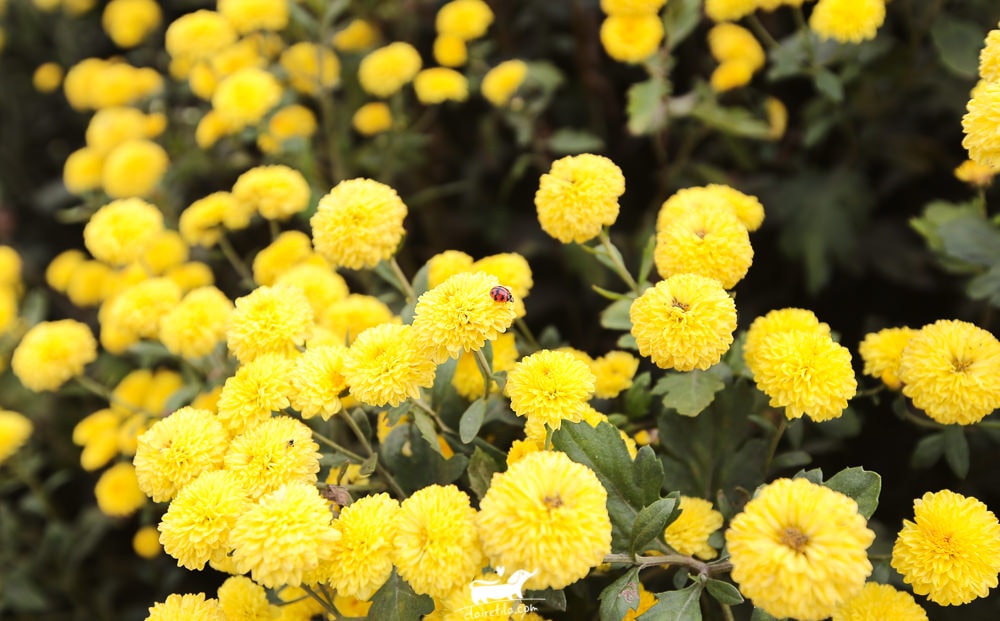 20251024-iicpk 20251024-iicpk