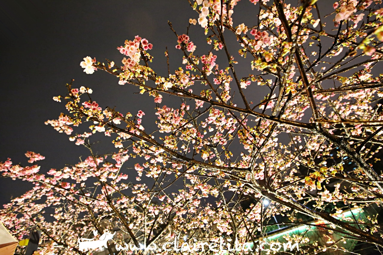 台北賞櫻》內湖樂活夜櫻季！台北市最美的櫻花河畔-走春賞櫻吧♥♥
