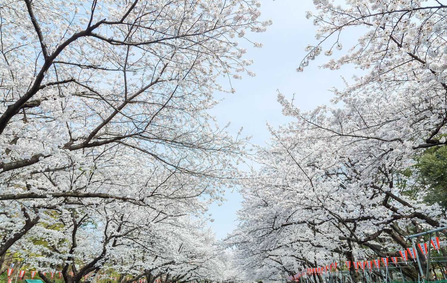 日本賞櫻》2018日本櫻花前線預測！賞櫻人氣景點推薦-開花預測♥♥