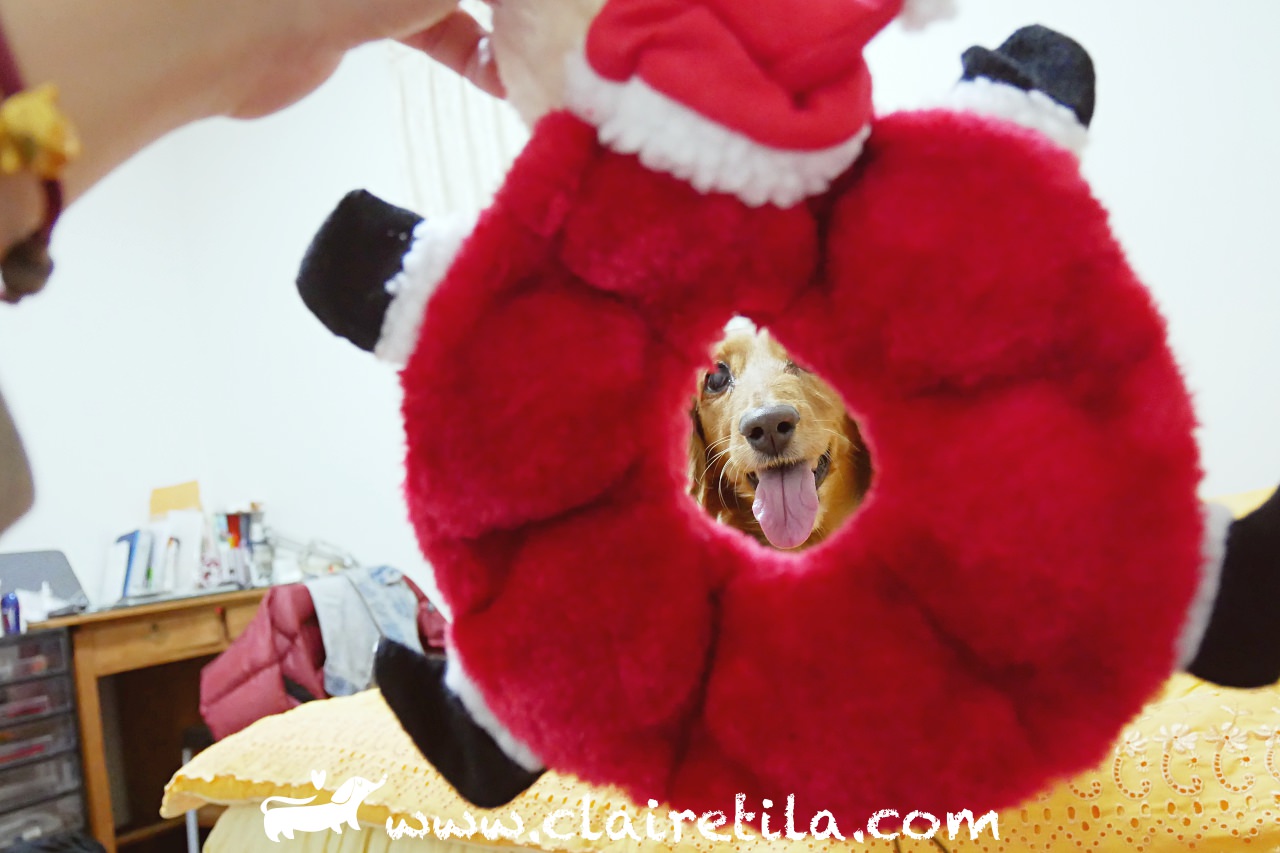 毛孩日常》聖誕老公公啾啾圈！狗狗玩具♥♥