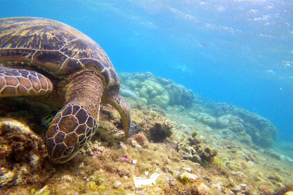 杜馬蓋地》阿波島跳島浮潛看海龜！充滿海龜環繞的驚喜感動 Apo Island♥♥