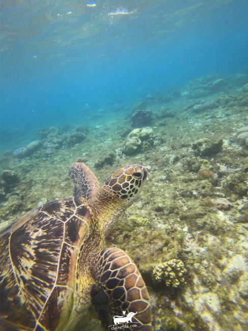 杜馬蓋地》阿波島跳島浮潛看海龜！充滿海龜環繞的驚喜感動 Apo Island♥♥