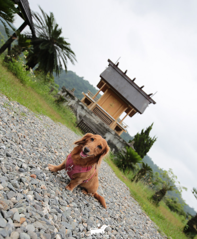 台東旅遊景點-鹿野神社！日本神社重建，熱門IG打卡景點.寵物旅遊