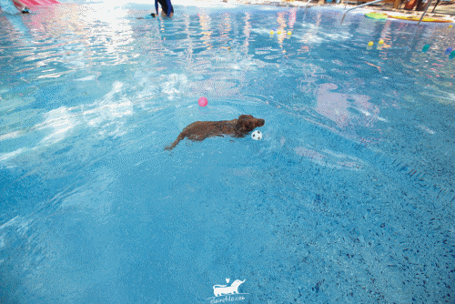 台南寵物游泳池》關廟狗狗玩水泳池好乾淨.森呼吸寵物休閒廣場♥♥