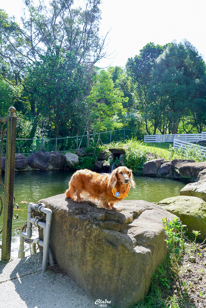 樂吧溪畔莊園！苗栗南莊頂級寵物游泳池-寵物友善餐廳民宿、寵物樂園跑跑一次滿足