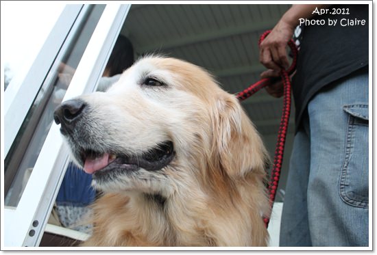 ★狗兒的春吶盛會 <重頭戲:跑錯麻咪的小T...> - 第17張圖