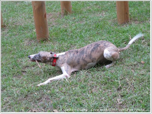 【腸♥聚】貓來貓去茶坊+環球迷你寵物公園 - 第27張圖