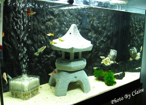 這一次的感動‧孔雀魚生小魚 - 第6張圖