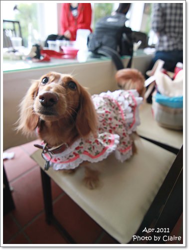 ★狗兒的春吶盛會 <重頭戲:跑錯麻咪的小T...> - 第47張圖