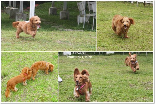 ★狗兒的春吶盛會 <重頭戲:跑錯麻咪的小T...> - 第7張圖