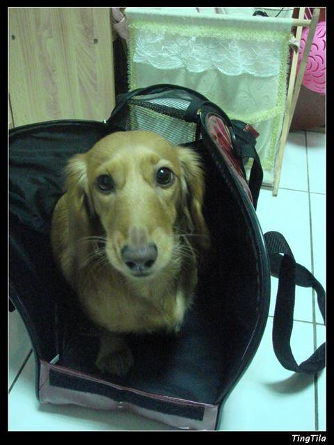 【Tila愛買買】豬肝紅  包包 - 第12張圖