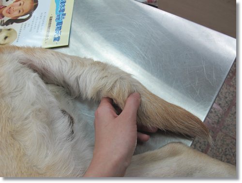 【PET】天使布 - 第3張圖