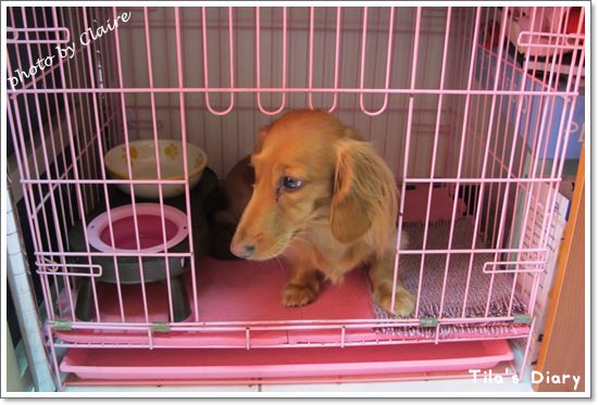 【寵食】讓Tila為之瘋狂Natural Balance‧與小福麻の約定 - 第14張圖