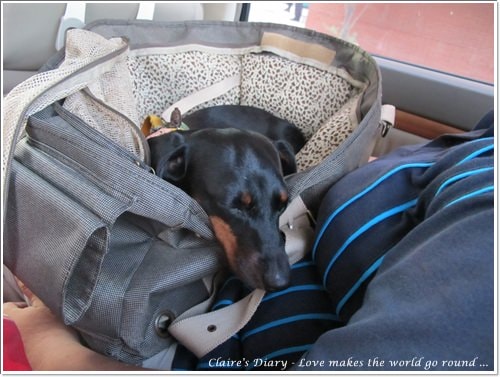 【腸♥聚】貓來貓去茶坊+環球迷你寵物公園 - 第29張圖