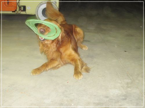 【PET】♥雞腿好可愛♥ - 第6張圖 【PET】♥雞腿好可愛♥