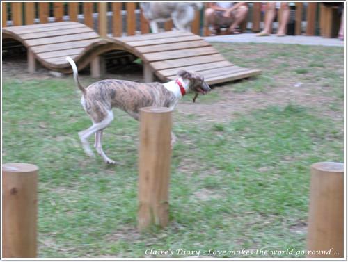 【腸♥聚】貓來貓去茶坊+環球迷你寵物公園 - 第26張圖