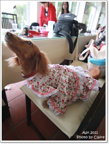 ★狗兒的春吶盛會 <重頭戲:跑錯麻咪的小T...> - 第45張圖