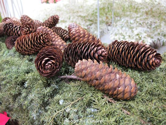 【遊】聖誕氛圍‧人多到爆炸的花博 - 第21張圖