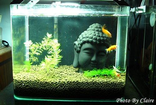 這一次的感動‧孔雀魚生小魚 - 第12張圖