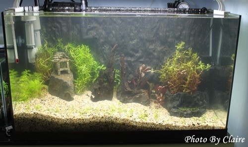 這一次的感動‧孔雀魚生小魚 - 第5張圖