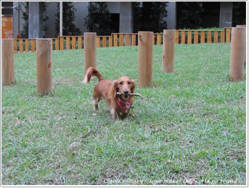 【腸♥聚】貓來貓去茶坊+環球迷你寵物公園 - 第25張圖