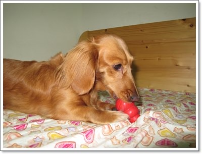 【Tila愛買買】葫蘆型Kong - 第6張圖