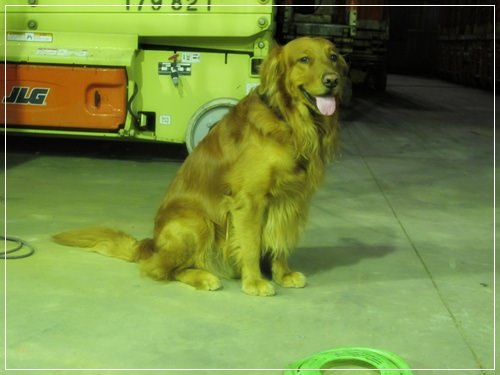 【PET】♥雞腿好可愛♥