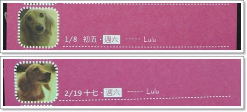 【Tila愛買買】2011臘腸桌曆,你家寶貝在哪裡? - 第11張圖