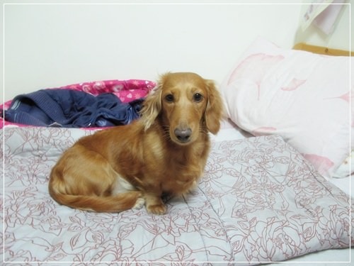 【PET】♥雞腿好可愛♥ - 第3張圖 【PET】♥雞腿好可愛♥