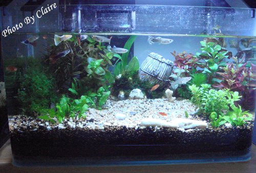 這一次的感動‧孔雀魚生小魚 - 第2張圖