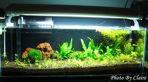 這一次的感動‧孔雀魚生小魚 - 第9張圖