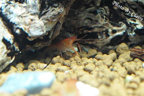 這一次的感動‧孔雀魚生小魚 - 第7張圖