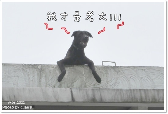 ★狗兒的春吶盛會 <重頭戲:跑錯麻咪的小T...> - 第4張圖