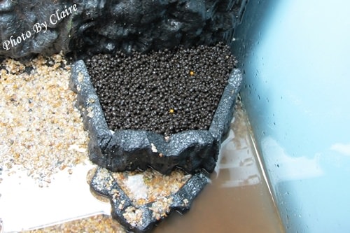 這一次的感動‧孔雀魚生小魚 - 第4張圖