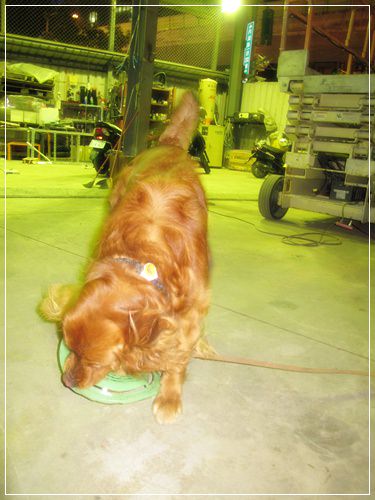 【PET】♥雞腿好可愛♥ - 第8張圖 【PET】♥雞腿好可愛♥