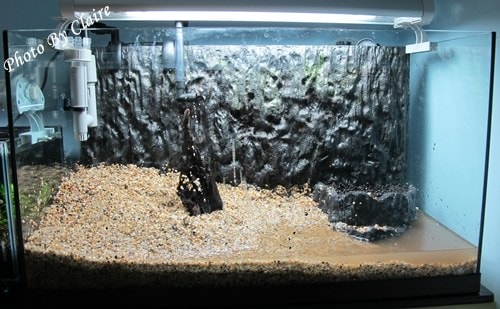 這一次的感動‧孔雀魚生小魚 - 第3張圖