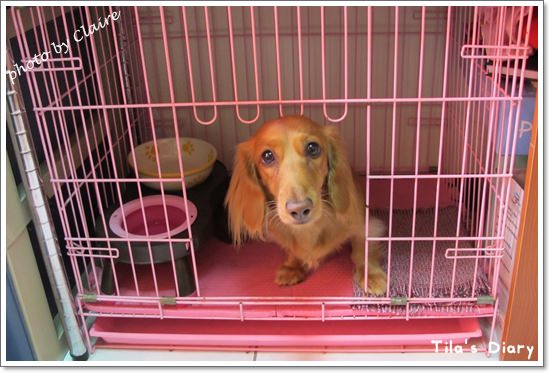 【寵食】讓Tila為之瘋狂Natural Balance‧與小福麻の約定 - 第12張圖