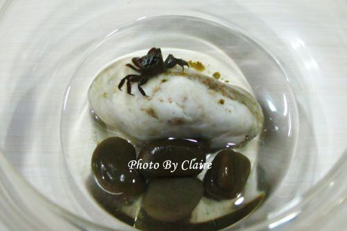 這一次的感動‧孔雀魚生小魚 - 第13張圖