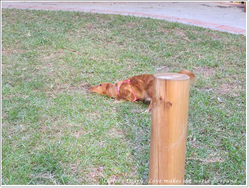 【腸♥聚】貓來貓去茶坊+環球迷你寵物公園 - 第23張圖