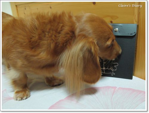 【Tila愛買買】2011臘腸桌曆,你家寶貝在哪裡? - 第3張圖